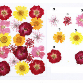 Pressed Flowers