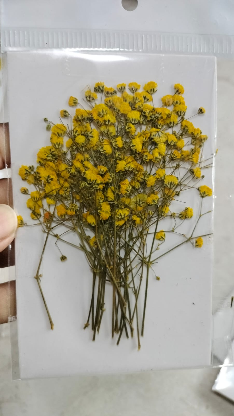 Baby Breath Pressed Flowers