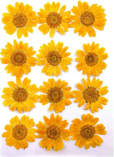 Orange Daisy Pressed Flowers