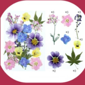 Pressed Flowers